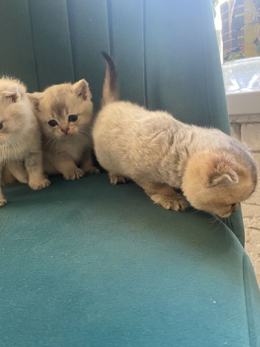 Золотая шиншилла