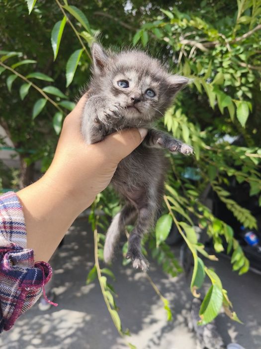 Отдам котят в хорошие Руки