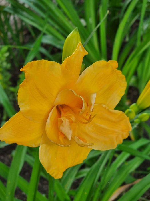 Хемерокалиси - богат избор