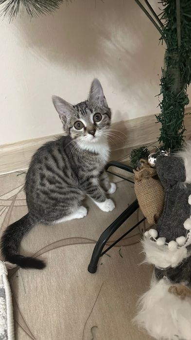 Отдам котенка мальчик