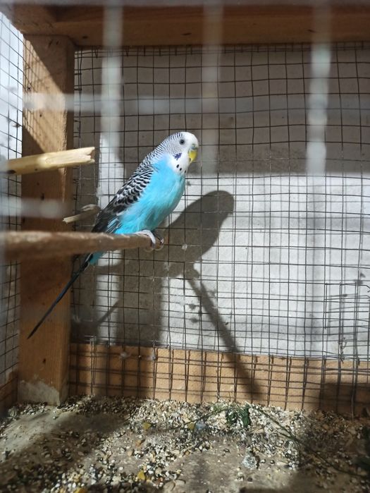 Papugaylar sotiladi sogʻlom sarigʻi 80ming qolgani 50ming