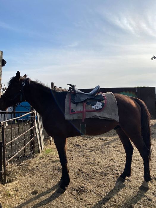 Продам жеребца ездового