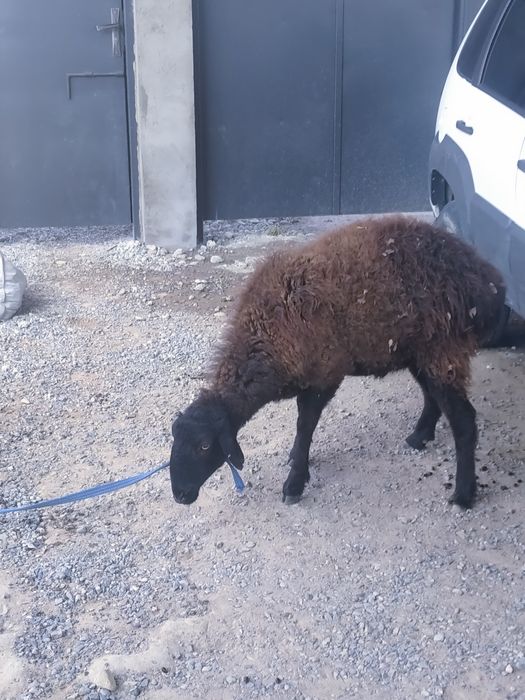 3 жасар қой сатылады