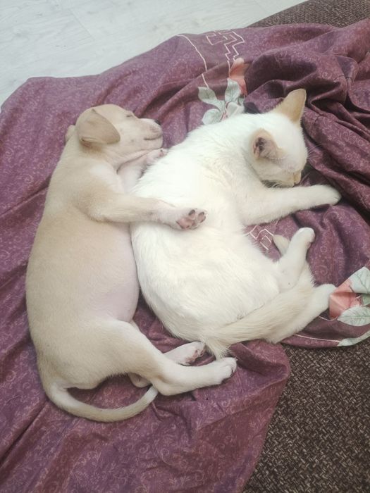 стаффордширский бультерьер