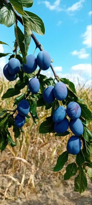 Prune stanley de vanzare