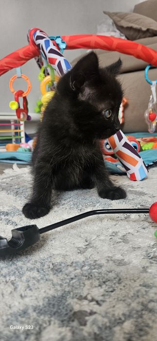 Отдам котенка  2 месяца