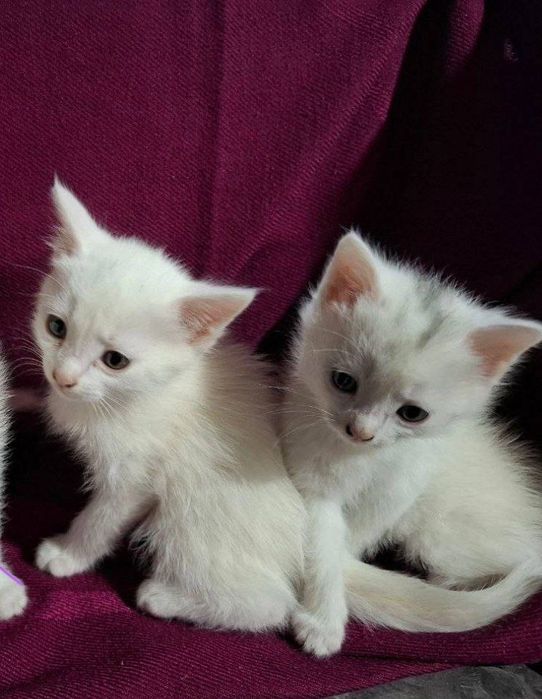 Отдам даром котят