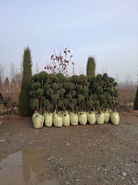 Har xil turdagi archalar gullar va koʻchatlar