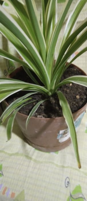 Продам хлорафитум