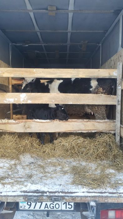 Перевозка скотов