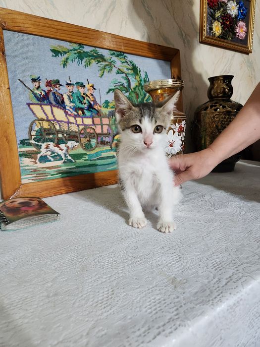 Котёнок мальчик,  очень ласковый отдаю в добрые руки