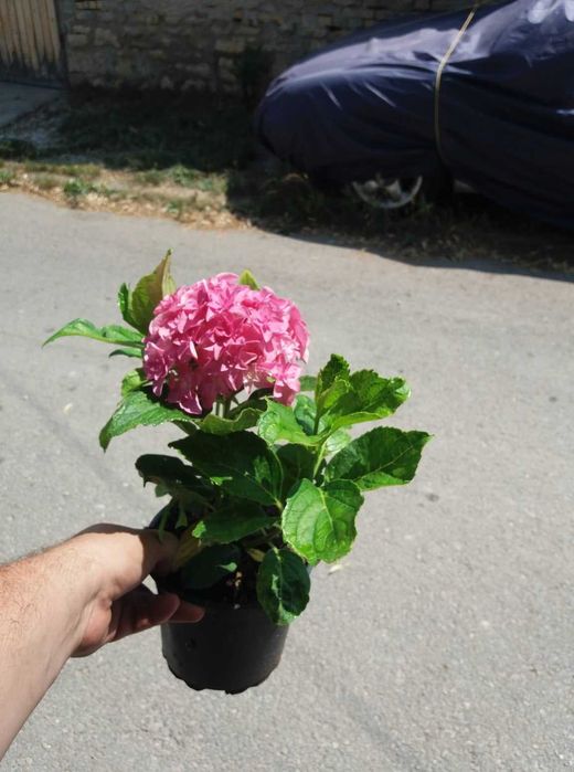 Хортензия Принцеса Даяна - Hydrangea princess Diana