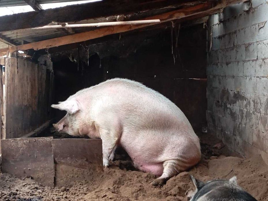 Продам свиней на мясо.