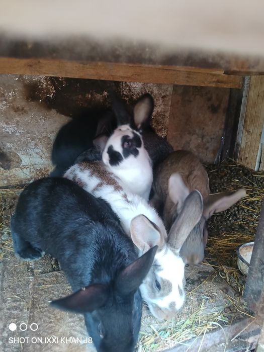 Кролики от1 до3кг