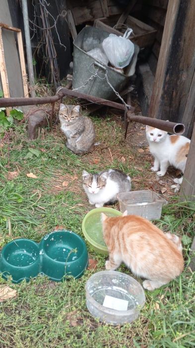 Котята в добрые руки
