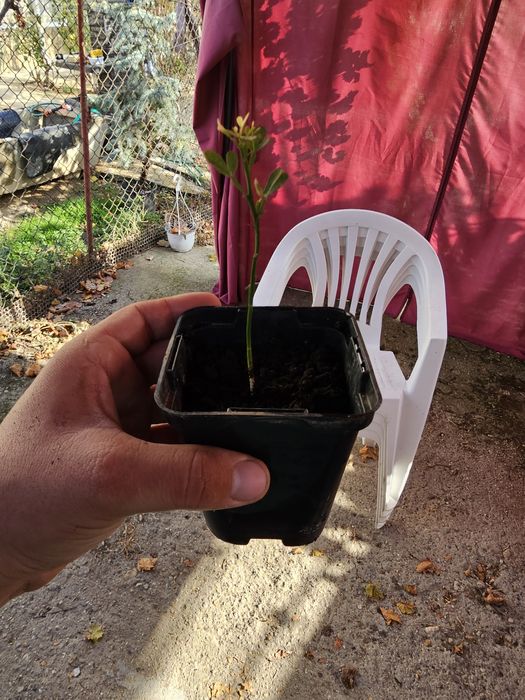 Vând lamai  rezistent la ger