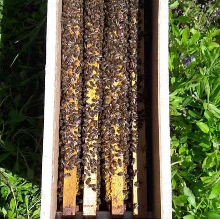 Пчелопакеты ,пчелы 2026