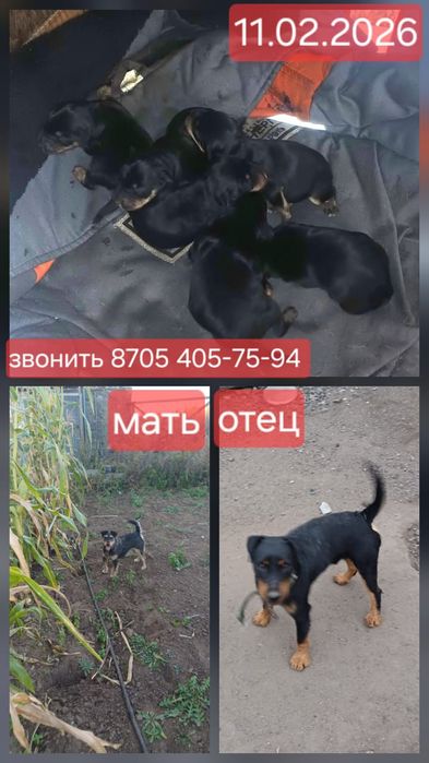 Щенки немецкий ягтерьер