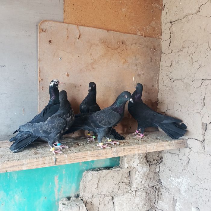 Широкохвостые  голуби