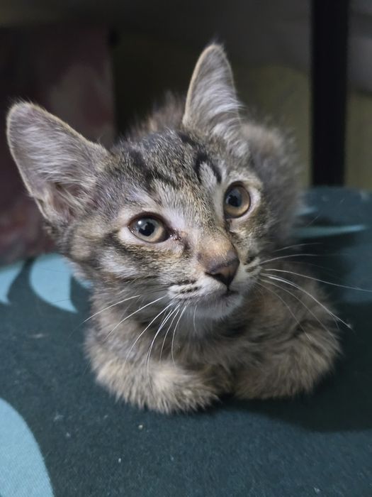 Есть котята отдам !!!