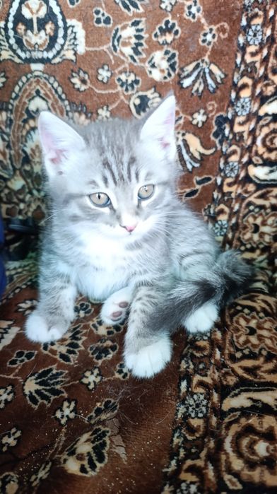 Отдам котят в добрые руки