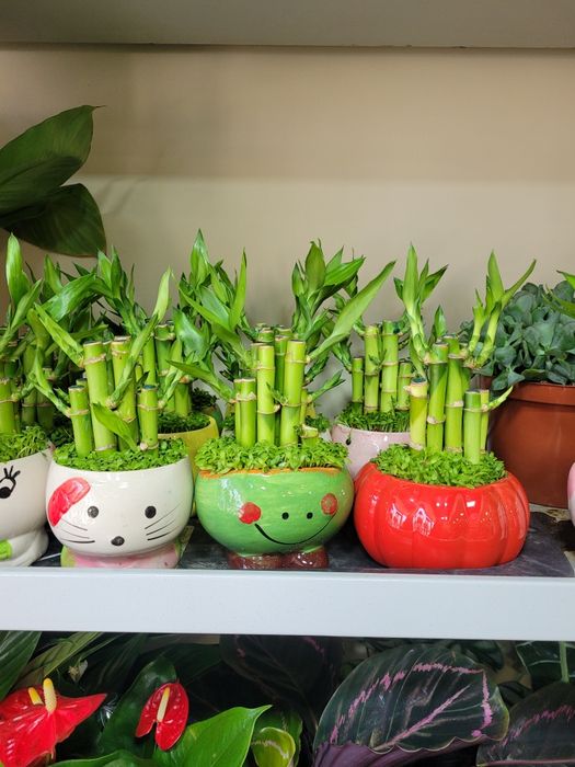 Бамбук. Бамбук в кашпо