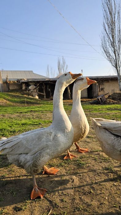 Gʻozlar sotiladi makyon xoʻrozlar, soglom