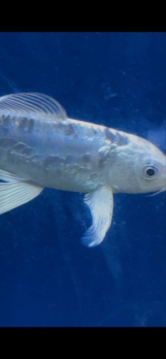 Карп кой рыбы для пруда и аквариума