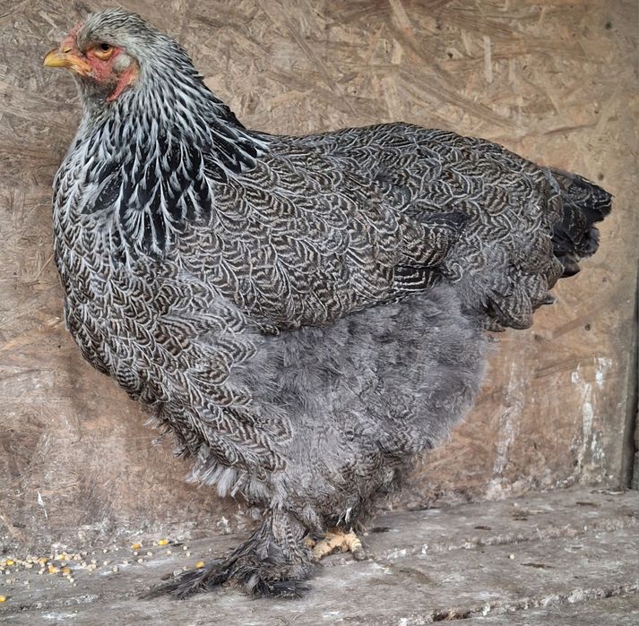 Vând găină brahma Hî