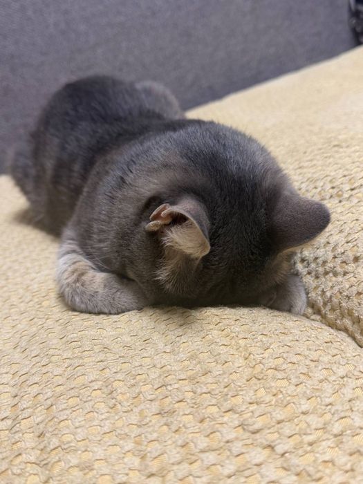 Отдам в добрые руки кота Тиму