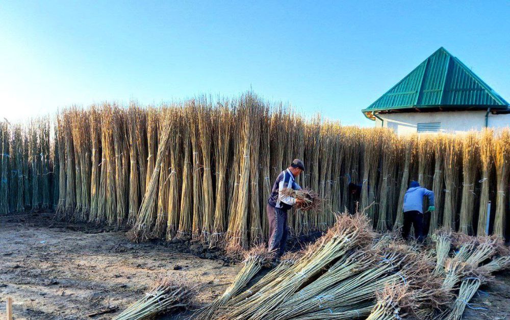 Хар хил турдаги кўчатлар сотилади манзил тошкент вилояти бўка тумани