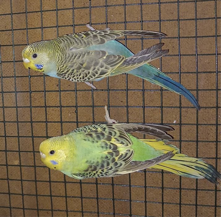 Papagali Perusi - Blanzi/Pui și Maturi