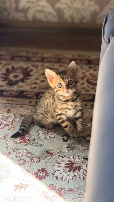 Бенгальский котенок