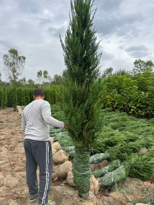 Tuia leylandii la comanda