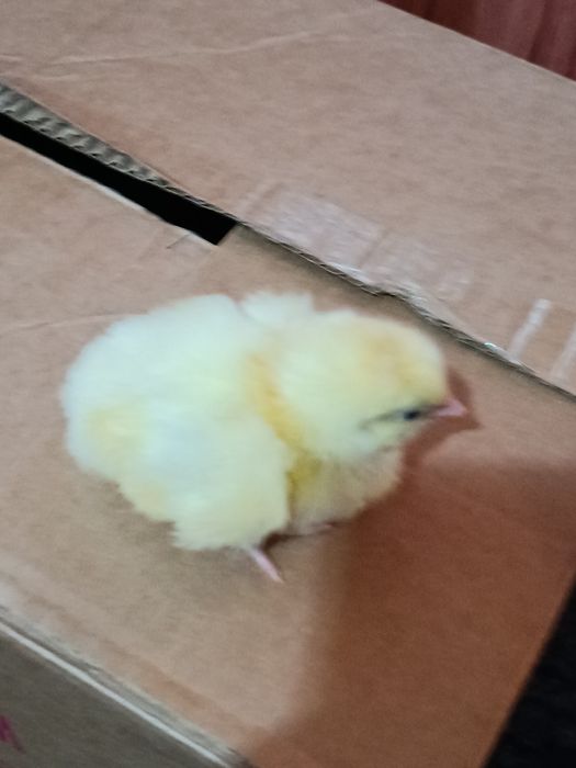 Гуси  гусята продажа