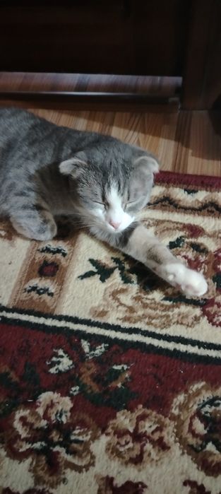 Продаётся две кошки