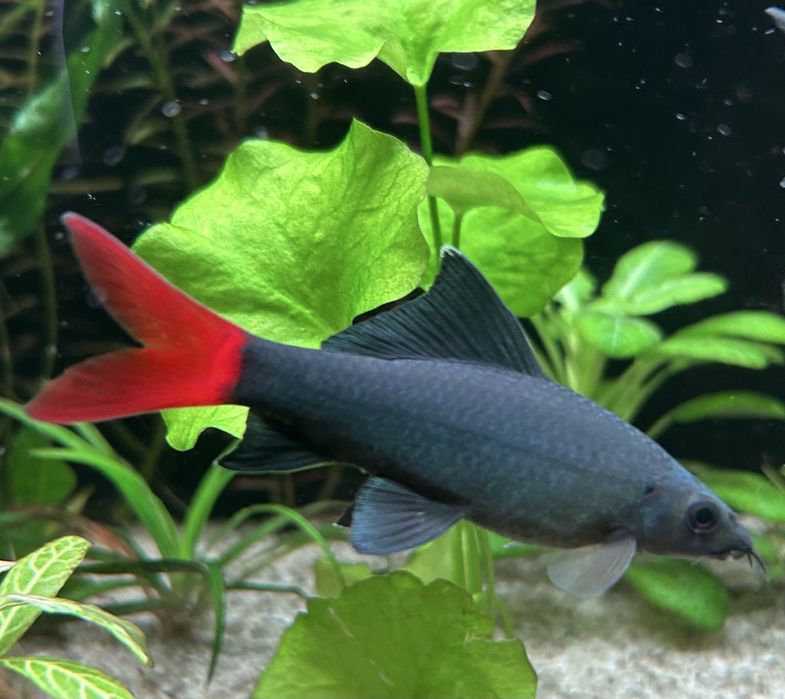 Пквариумные рыбки