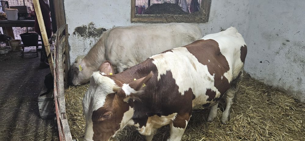 Viței de vânzare +-300kg