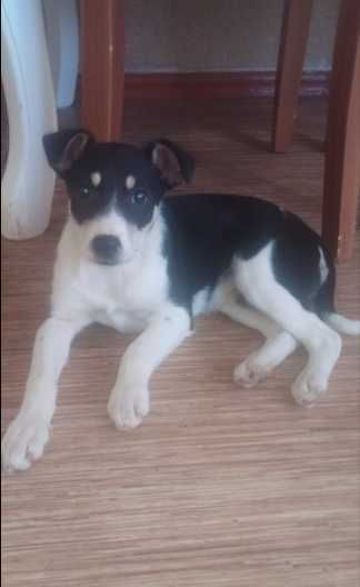 Спасите жизнь Алисе !