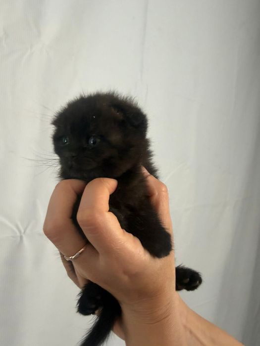 Продам шотландского котенка