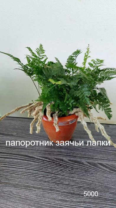 Комнатные цветы . Не капризные. от 1500 т