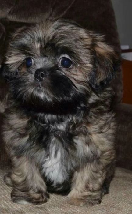 Bichon Havanez cu pedigree