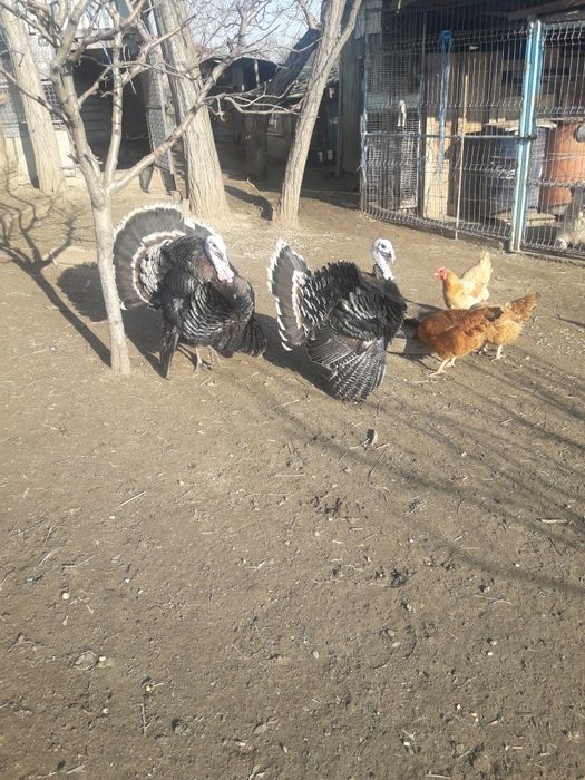 Vând curci și bibilici