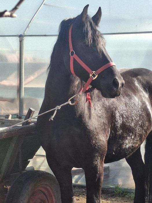 Iapa cu manz de vanzare