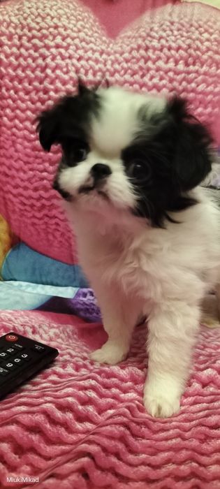 Девочка японского хина.