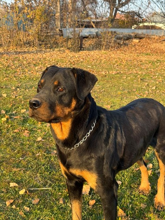 Ротвейлер щенки,