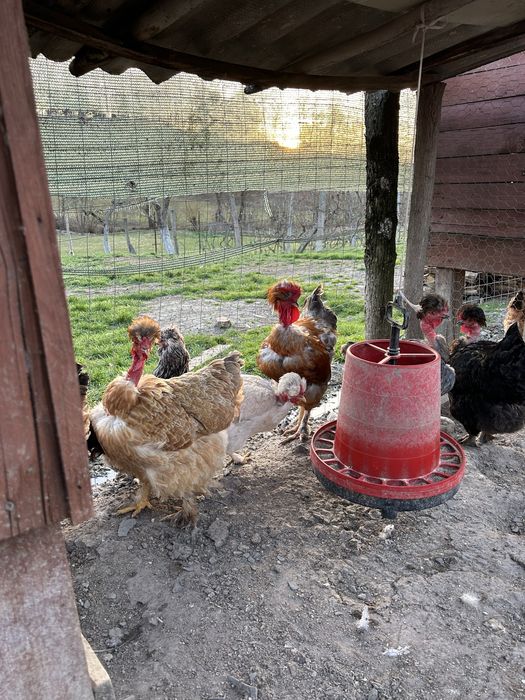 Oua pentru  incubat- gaini golase, motate