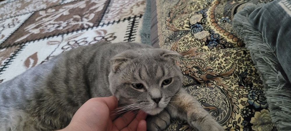 Скоттиш фолд мальчик продаётся skottish fold o'gil bola sotiladi