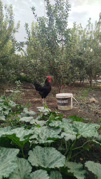 Хурозлар кора шахзода