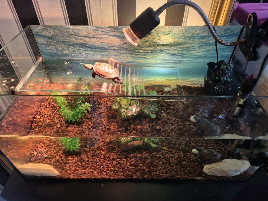 Vand broscute testoase